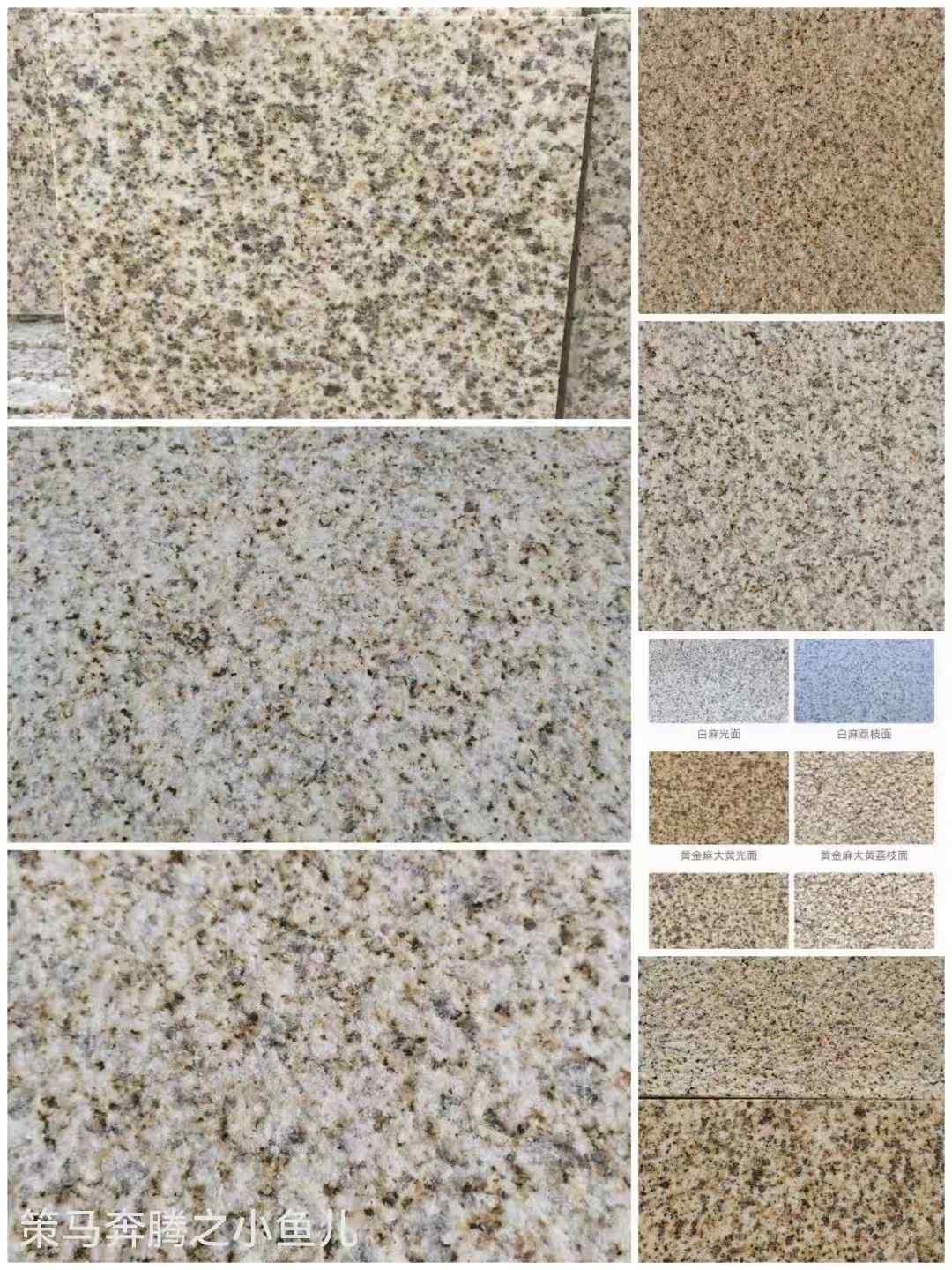 福建黄金麻